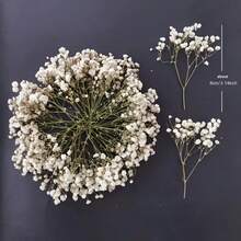 26/51/101/201/301 pièces Fleurs de Gypsophile bébé naturelles préservées - Gypsophile bébé élégant et éternel, convient pour la maison, le bureau, le mariage, Noël, la fête d'Halloween, l'artisanat, sans entretien, convient pour les 14 ans et plus