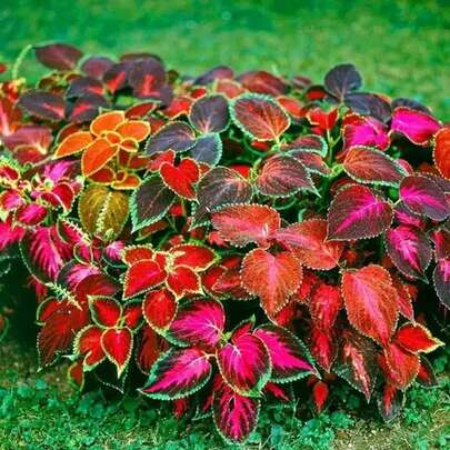 Semillas de Coleus Mixtas 100Pcs Rainbow Coleus Blumei Perenne para Jardines de Sombra Vibrante