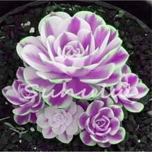220 pcs Assorted Succulent Seeds Indoor Outdoor Drought Hardy Perennial Plants for Home Garden Ornamental Easy Care Low Water