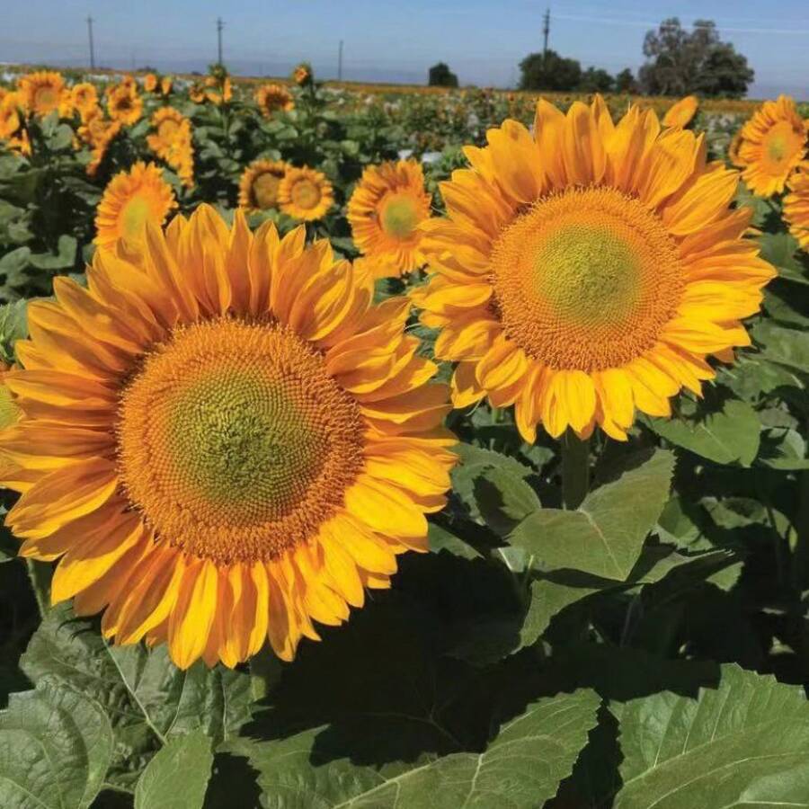 50 piezas de semillas de girasol verde ángel, semillas de girasol con corazón verde cortado, flores Daqing nuevas fáciles de cultivar y resistentes al calor - 50 piezas/semilla - Ver 1