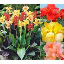 Semillas mixtas de flores de Canna-Lily, planta bonsái versátil y hermosa para decoración de jardín en casa, colores variados, crecimiento rápido y excelentes flores - 100 piezas/semillas - Ver 4