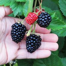 200 Semillas de Mora para Plantar - Semillas No Transgénicas - Semillas de Mora para Plantar Dulces y Deliciosas - Variante 1 - Ver 1