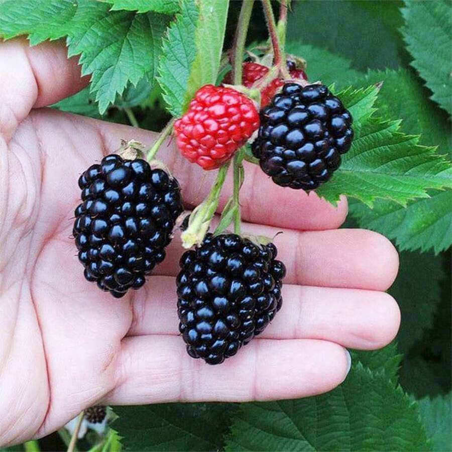 200 Semillas de Mora para Plantar - Semillas No Transgénicas - Semillas de Mora para Plantar Dulces y Deliciosas - Variante 1 - Ver 1