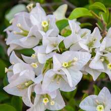 110 piezas/semillas de plantas de flores de buganvilla blanca de 4 a 6 pulgadas de altura, raíz desnuda, plantas de flores de verano vivas - 110 piezas/ semillas - Ver 6