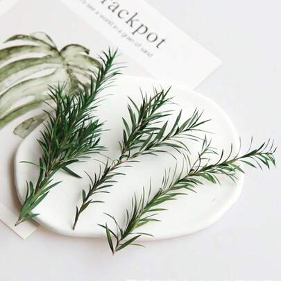 15/30/60 peças de Melaleuca natural, pode ser usada para fazer sabão, faça você mesmo, flores secas, flores em conserva, decoração para casa, decoração de Natal