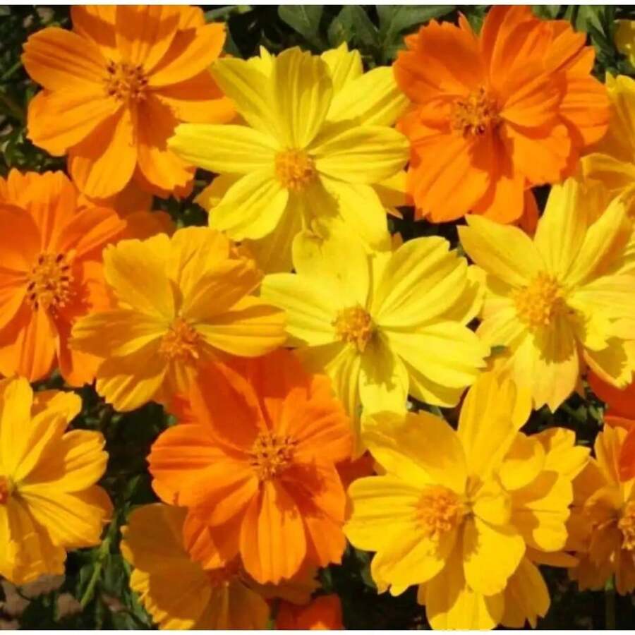 110 piezas/Mezcla de semillas de flores de cosmos enano Nombre científico: Cosmos Sulphureus, gran regalo para el jardín del hogar - 110 piezas/semillas mixtas - Ver 1