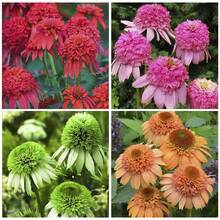1012 piezas de semillas de inflorescencias, flores únicas que atraen mariposas y abejas, ideal para jardines exteriores, fácil cultivo, plantas ornamentales para decoración y polinización - 1012 - Ver 4