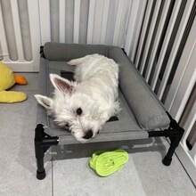 Elevated Dog Bed With Cooling Ventilated Mesh Base - All-Season Raised Pet Cushion, Durable Polyester Frame, Portable Indoor/Outdoor Bed For Small To Medium Breeds, Easy Assembly Modern Design, Extra Large Dog Bed, Highquality Fabric, Home Pets, Sturdy Construction