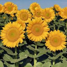 50 piezas de semillas de girasol verde ángel, semillas de girasol con corazón verde cortado, flores Daqing nuevas fáciles de cultivar y resistentes al calor - 50 piezas/semilla - Ver 2