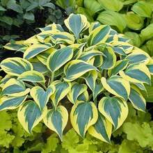 Consigue todas las semillas de la colección Hosta para plantar en casa, 100 semillas - Variante 1 - Ver 3