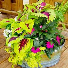 160 piezas mezcla semillas de coleus para jardines de interior planta ornamental decoración hogar altísima germinación variedad de colores fácil siembra jardinería macetas follaje vibrante resistente escenario - 160 - Ver 6