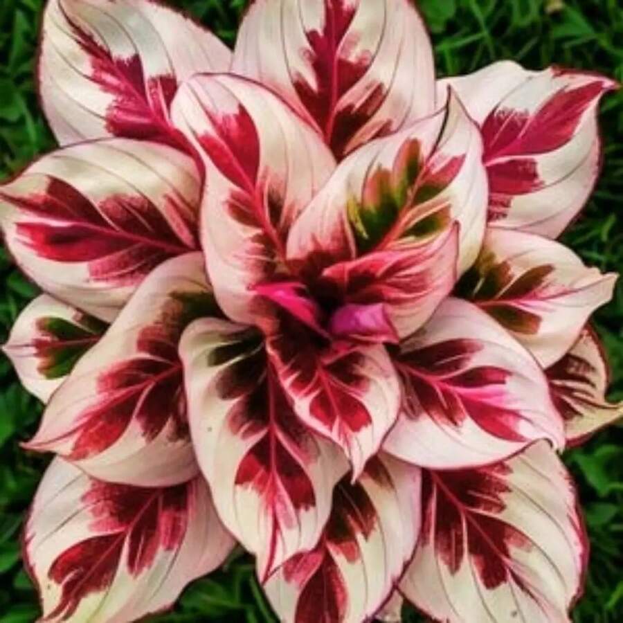 100 piezas de semillas de Calatea de color carmesí ardiente, adecuadas para plantar en el jardín, hermosas flores, anuales, de primavera, verano, perennes, semillas americanas, adecuadas para jardines de bricolaje, jardines domésticos, macetas y patios - regalos de jardinería ideales - paquete de 500 - Ver 1