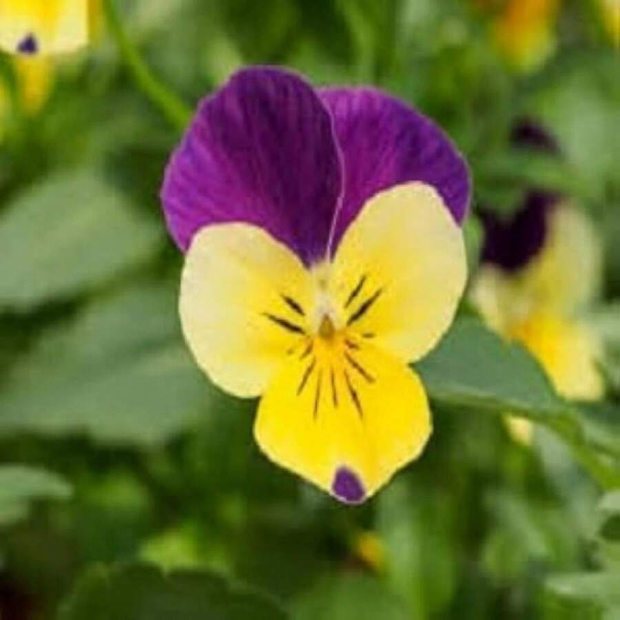 300 semillas de flores moradas de tres colores, ornamentales para exterior y macetas, plantas de horticultura natural, decoración, variedad resistente para paisajismo y arreglos florales - 300 piezas - Ver 1
