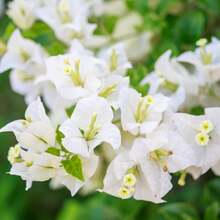 110 piezas/semillas de plantas de flores de buganvilla blanca de 4 a 6 pulgadas de altura, raíz desnuda, plantas de flores de verano vivas - 110 piezas/ semillas - Ver 6