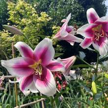 Semillas de Lirio de Meisu, 110 piezas, Flores Decorativas para Recipiente Interior y Exterior, Jardinería, Plantación Ornamental, Fácil Germinación, Flores Naturales - 110 piezas/semilla - Ver 4