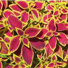 Semillas de Coleus Mixtas 100Pcs Rainbow Coleus Blumei Perenne para Jardines de Sombra Vibrante - 100 piezas - Ver 3