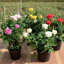 916PCS semillas de rosas de colores mixtos, amarillo, rosa, blanco, morado, negro, rojo---Cada paquete con etiqueta de nombre de producto - 916 piezas - Ver 4