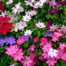 100 Semillas de Hortensia Trepadora, Colores Mixtos Púrpura Rojo Azul Semillas de Planta de Hortensia - Planta de Gran Floración de Cuatro Días, Adecuada para Cultivo al Aire Libre - 100 piezas - Ver 2