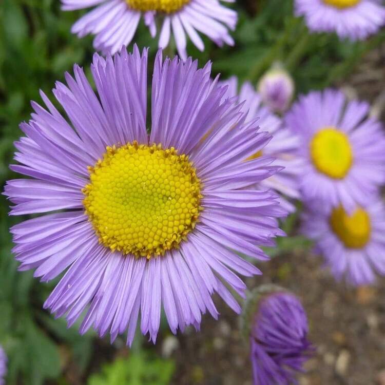Plant Seeds - 300 miếng - Xem 4