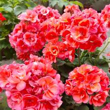 110 piezas mezcla de semillas de flor de geranio para plantar flor perenne variedad ornamental fácil cultivo para jardín balcón maceta flores coloridas resistentes decoración hogar primavera verano - 110 piezas/Semillas mixtas - Ver 3