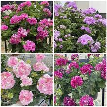 110 piezas mezcla de semillas de flor de geranio para plantar flor perenne variedad ornamental fácil cultivo para jardín balcón maceta flores coloridas resistentes decoración hogar primavera verano - 110 piezas/Semillas mixtas - Ver 4