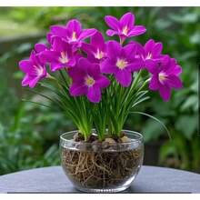 semillas de orquídea Rainlily 200pcs semillas de lirio de lluvia rosa Zephyranthes grandiflora flor de cebollino china Zephyranthes grandiflora lirio de lluvia Zephyranthes grandiflora cortina de jade roja Acorus calamus hierba de viento hepática plantas herbáceas perennes del género Allium en la familia Alliaceae semillas - 200 semillas - Ver 1