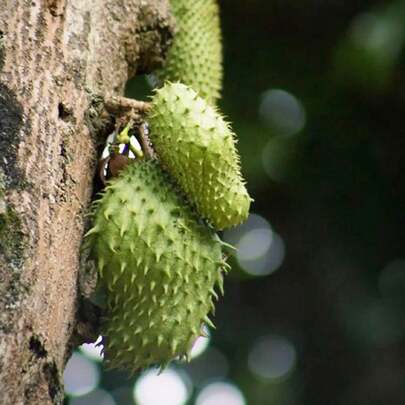 Semillas de Guanábana Gigante 10 Semillas Annona Muricata Fruta Dulce Jugosa Saludable No Transgénica Frutas Guanábana Fresca