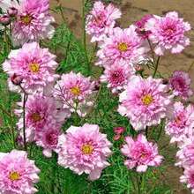226 Piezas de Semillas de Rosa Cósmica - Flores Dicromáticas Deslumbrantes que añaden Vitalidad a Jardines que Necesitan Mucho Sol - 226 piezas - Ver 2
