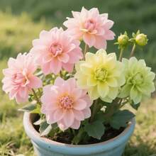101 Semillas de Dalia para el Hogar y Exterior, Plantas Herbáceas, Atraen Mariposas, Multicolores y Fáciles de Cultivar, Bajo Mantenimiento para Jardines, Recomendadas para Paisajismo Exuberante - 101 piezas/semilla - Ver 6