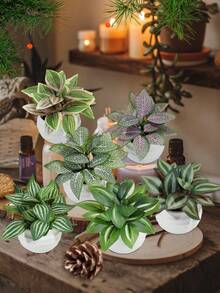 3/6片装高品质仿真盆栽植物叶片，包括网状草、斑马纹胡椒草、胡椒草，迷你盆栽，粉色/绿色可选，PE材质，适用于户外派对装饰、花园装饰、丰收节、圣诞节盆栽。 - 白色 - 查看 11