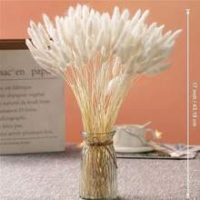 60/120/180/240pcs Natural Dried Flowers Decor, Natural Dried Rabbit Tail Grass, Dried Cattail, For Home Decor, Wedding Decor, Party Decor, DIY Crafts, Photography Props, Theme Decor, 17.7 Inches (White)
