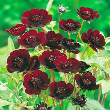 Flower Seeds - 100pcs/Seeds - View 4