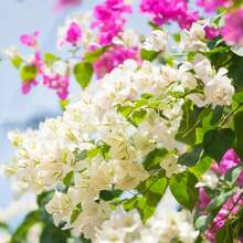 110 piezas/semillas de plantas de flores de buganvilla blanca de 4 a 6 pulgadas de altura, raíz desnuda, plantas de flores de verano vivas - 110 piezas/ semillas - Ver 2