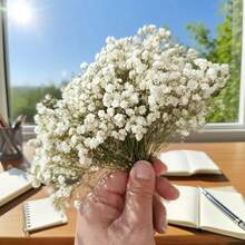 26/51/101/201/301 pièces Fleurs de Gypsophile bébé naturelles préservées - Gypsophile bébé élégant et éternel, convient pour la maison, le bureau, le mariage, Noël, la fête d'Halloween, l'artisanat, sans entretien, convient pour les 14 ans et plus