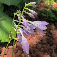 110 piezas de semillas de flores de jade púrpura, plantas en maceta para balcón, fácil plantación en patio, semillas de flores para decoración de jardín - 110 piezas/semilla - Ver 3