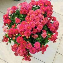Flower Seeds - 800pcs - View 3