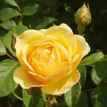 231 Piezas de Semillas de Rosa Amarilla - Cada flor trae la calidez del sol, es fácil de cultivar y garantiza alegrar su jardín - 231 - Ver 5