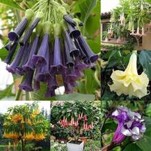 263 piezas semillas de jazmín púrpura Blumencia plántulas pino en maceta semillas flor de ángel jardín interior exterior decoración aroma delicado fácil germinación resistente color vibrante vivaz ornamental - 263 - Ver 5