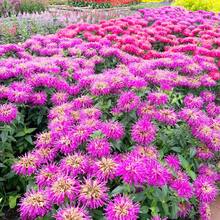 120 piezas/mezcla de semillas de bálsamo de abeja, flor perenne para plantar al aire libre, decoración de jardín heredada no GMO, crece fácilmente - 120 piezas/semillas mixtas - Ver 6