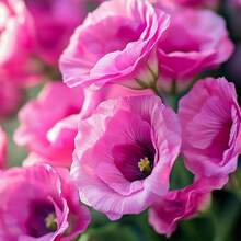 162 piezas de semillas de flores rosadas, elegante floración, adecuadas para jardines y plantas en macetas, fácil de cultivar, querida del jardín campestre - 162 piezas - Ver 3