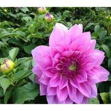 134 piezas de semillas de flores de colores mixtos raros, completamente lobuladas en forma de hoja o elipse, perfectas para decorar jardines exteriores, terrazas y macetas, resistentes a climas extremos con alta germinación y cultivo sencillo. - 134 - Ver 4