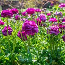 Bulbos de Ranúnculo Flor Kui Púrpura - Bulbos de Peonía Extranjera Fáciles de Cultivar, Plantas Vivas con Pétalos Dobles, Peonía de Hoja de Apio, Flores de Interior de Cuatro Estaciones, Set de 5 Piezas - 5 piezas - Ver 3