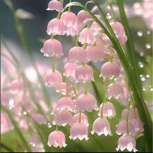 Plantas perennes resistentes al frío, semillas de orquídea campana que florecen durante todo el año, especies preciosas de orquídea campana, semillas de orquídea campana, planta verde de fuerte aroma, flores de balcón para interiores y exteriores. - 100 semillas - Ver 4