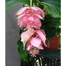 1000 talla grande semillas de flores hermosas para plantar en jardín interior exterior ornamentales decoración paisajismo fácil germinar colores surtidos - Juntos - Ver 3