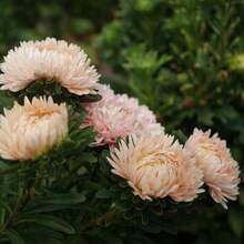 Flower Seeds - White - View 5