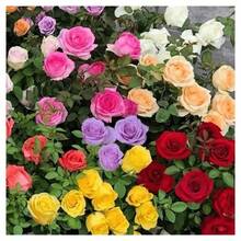 916PCS semillas de rosas de colores mixtos, amarillo, rosa, blanco, morado, negro, rojo---Cada paquete con etiqueta de nombre de producto - 916 piezas - Ver 2