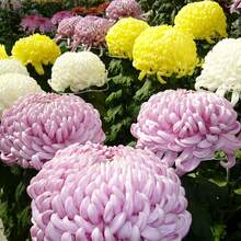 300 Piezas de Semillas de Crisantemo - Flores Coloridas y Diversas Semillas de Plantas Ornamentales Populares - Variante 1 - Ver 2