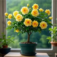 200 piezas de semillas de jazmín, es un arbusto vertical o trepador perteneciente a la familia Oleaceae y al género Jasminum. - 200 semillas - Ver 2