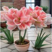 Almacén Local Flores Grandes de Doble Pétalo, Plantas en Maceta, Plantas de Sala de Estar, Plantas Verdes, Semillas Fáciles de Alimentar, Zhuyang, Zhuding, Semillas Rojas - paquete de 500 - Ver 1