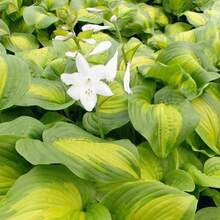 Consigue todas las semillas de la colección Hosta para plantar en casa, 100 semillas - Variante 1 - Ver 6